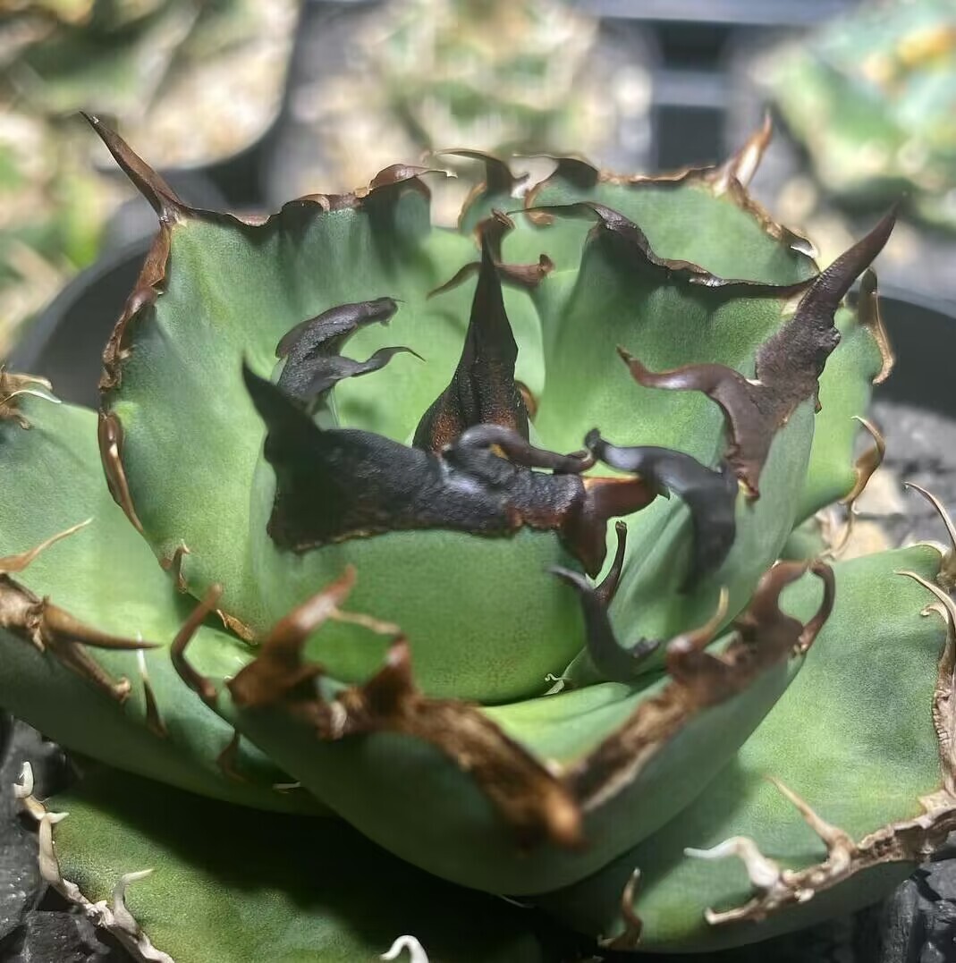 BJ199 succulent plant agave chitanota is tes madness .. stock 