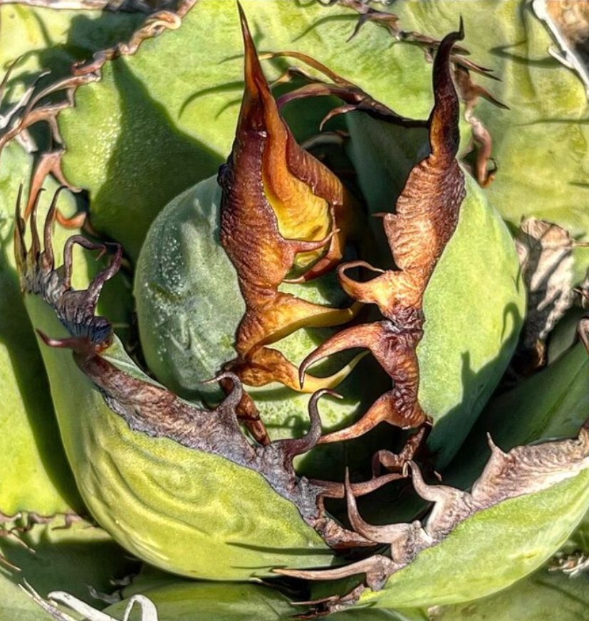 BH115 多肉植物 Agave titanota ‘鬼爪’の画像1