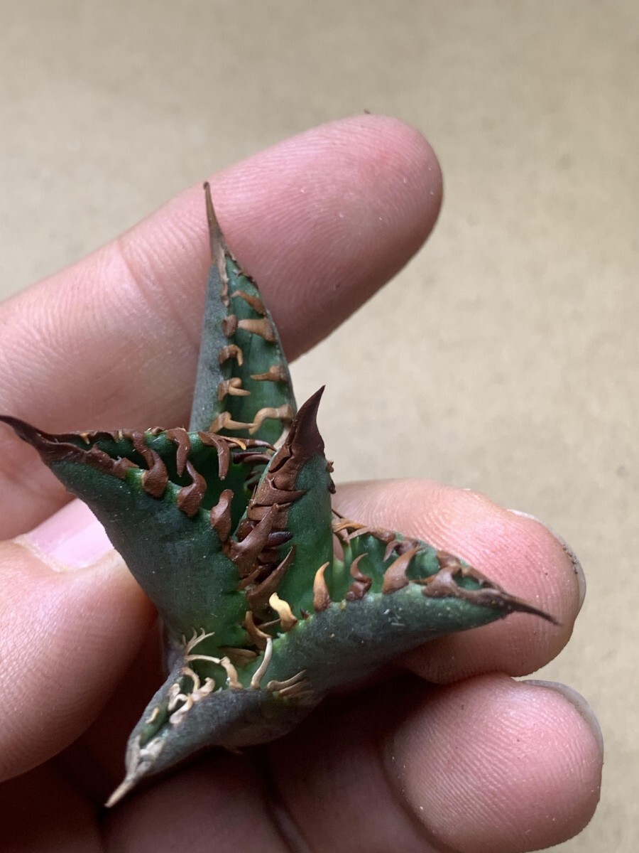 BH23アガベ チタノタ Agave titanota ‘魔王’の画像9