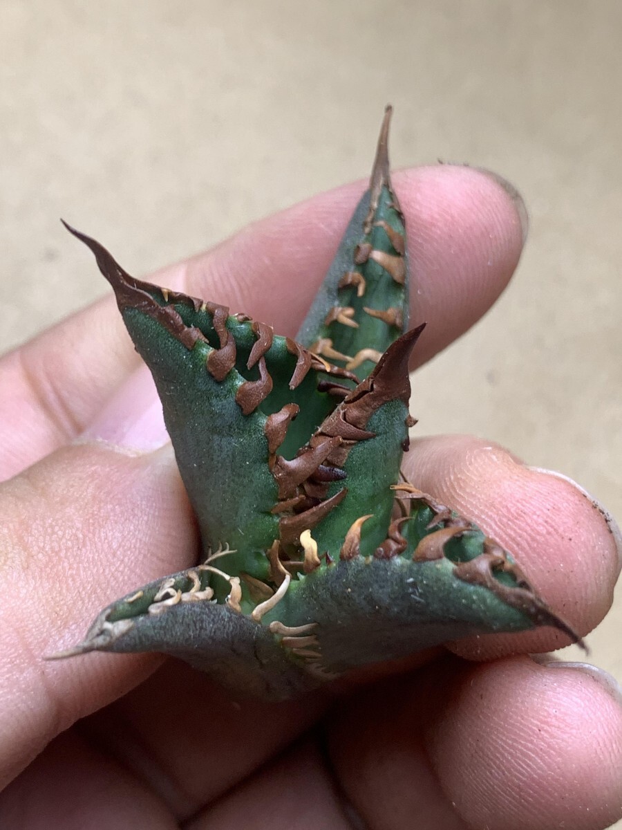 BH23アガベ チタノタ Agave titanota ‘魔王’の画像6