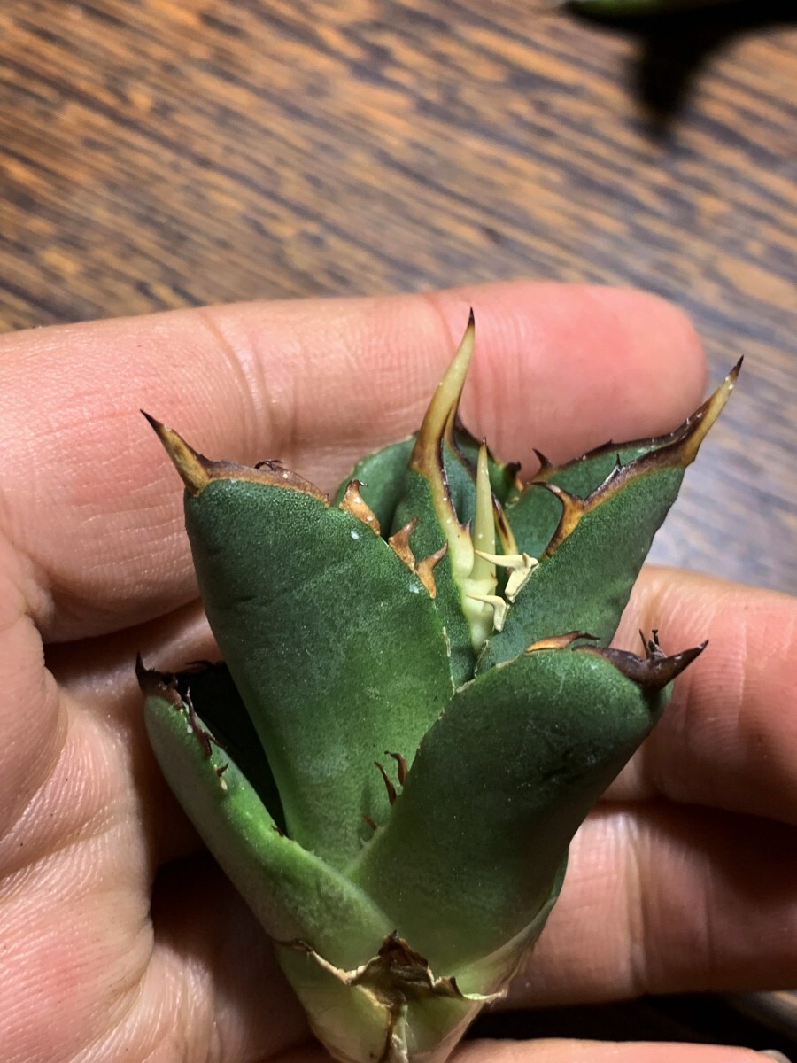 A745多肉植物アガベ チタノタAgave titanota ‘金剛狼’の画像4