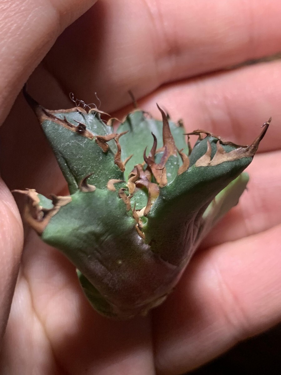 H204多肉植物アガベ チタノタ Agave titanota ‘熊 強棘 狂刺 子株の画像2