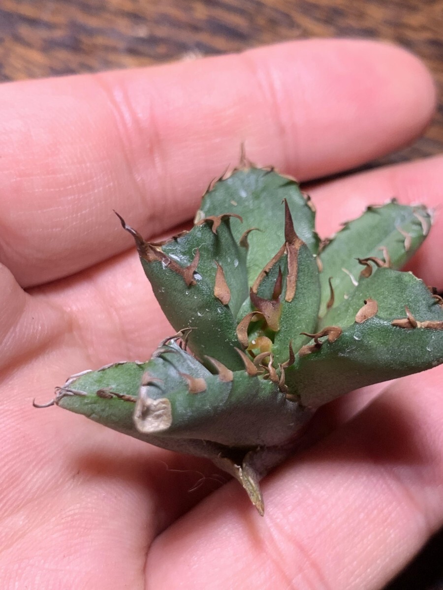 H216多肉植物 アガベチタノタ鬼爪雪峰の画像3