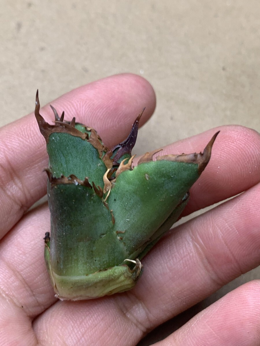 BH102多肉植物 アガベ チタノタ ハデス 狂刺子株の画像5