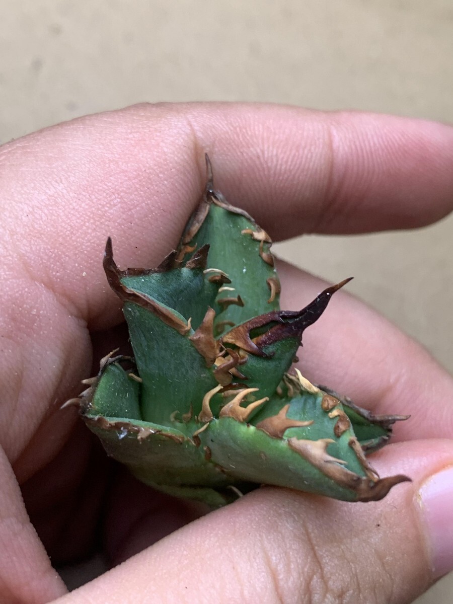 BH102多肉植物 アガベ チタノタ ハデス 狂刺子株の画像7