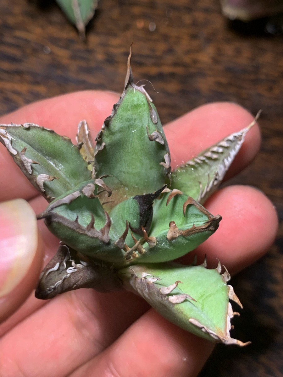 H346多肉植物 アガベ チタノタAgave titanota 穿山甲の画像8