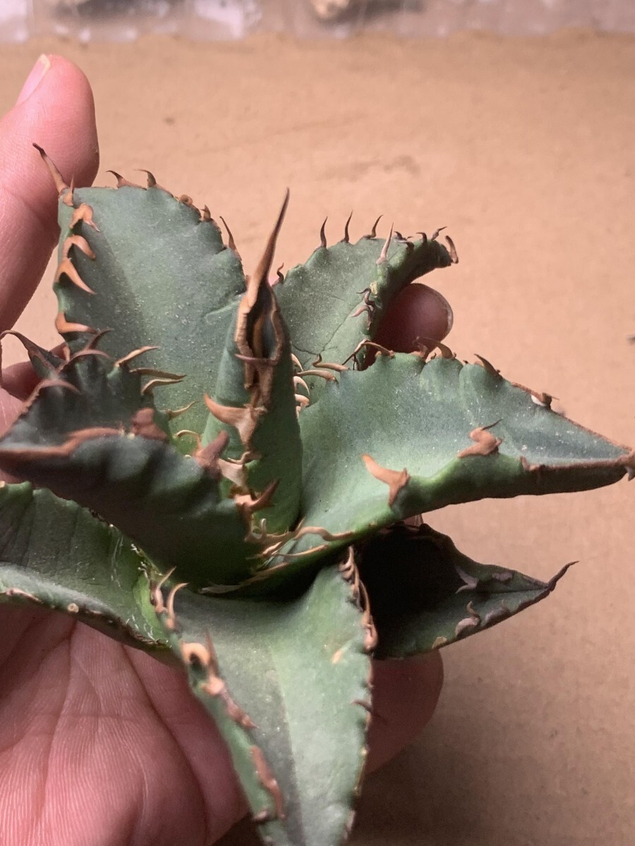 BM19多肉植物 アガベ チタノタAgave titanota ‘烈_画像6