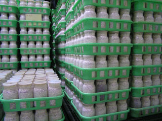 高品質・高性能　BREED菌糸ビン　1100ml　10本セット　特価　（ブリード　菌糸瓶）希望本数可能_専用工場より直送