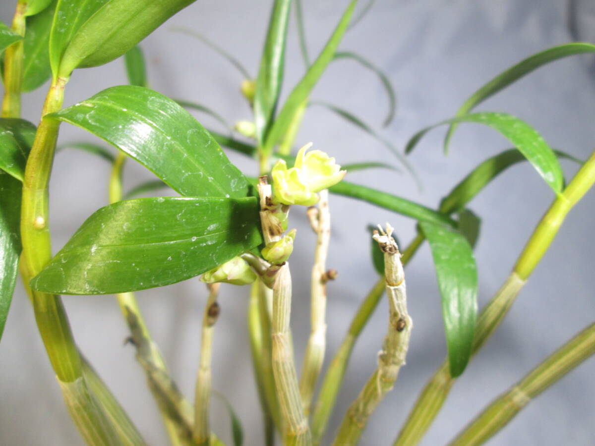 mo. круг луговые и горные травы длина сырой орхидея Dendrobium moniliforme белый Rakuten 