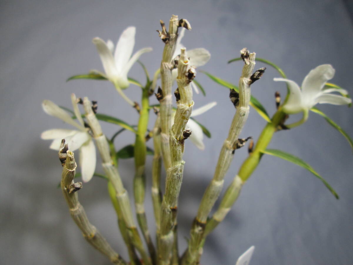 mo. круг луговые и горные травы длина сырой орхидея Dendrobium moniliforme высшее желтый .