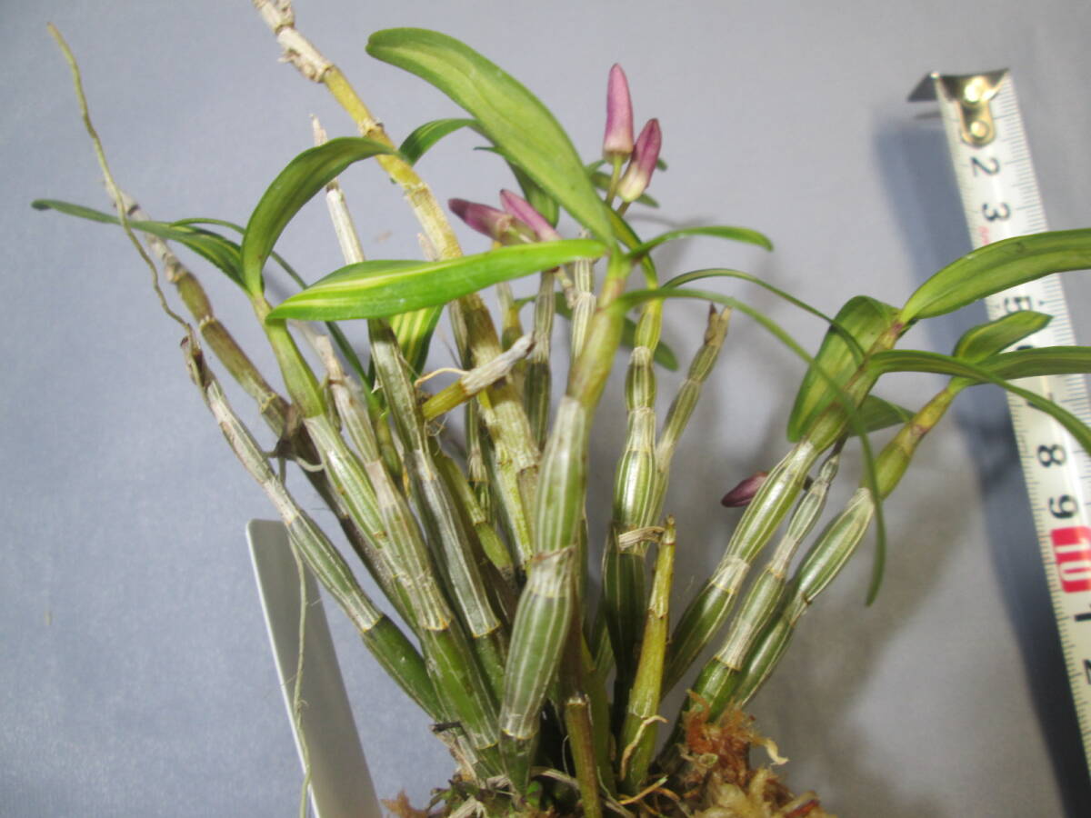 mo. круг луговые и горные травы длина сырой орхидея Dendrobium moniliforme золотой гора золотой Gou 