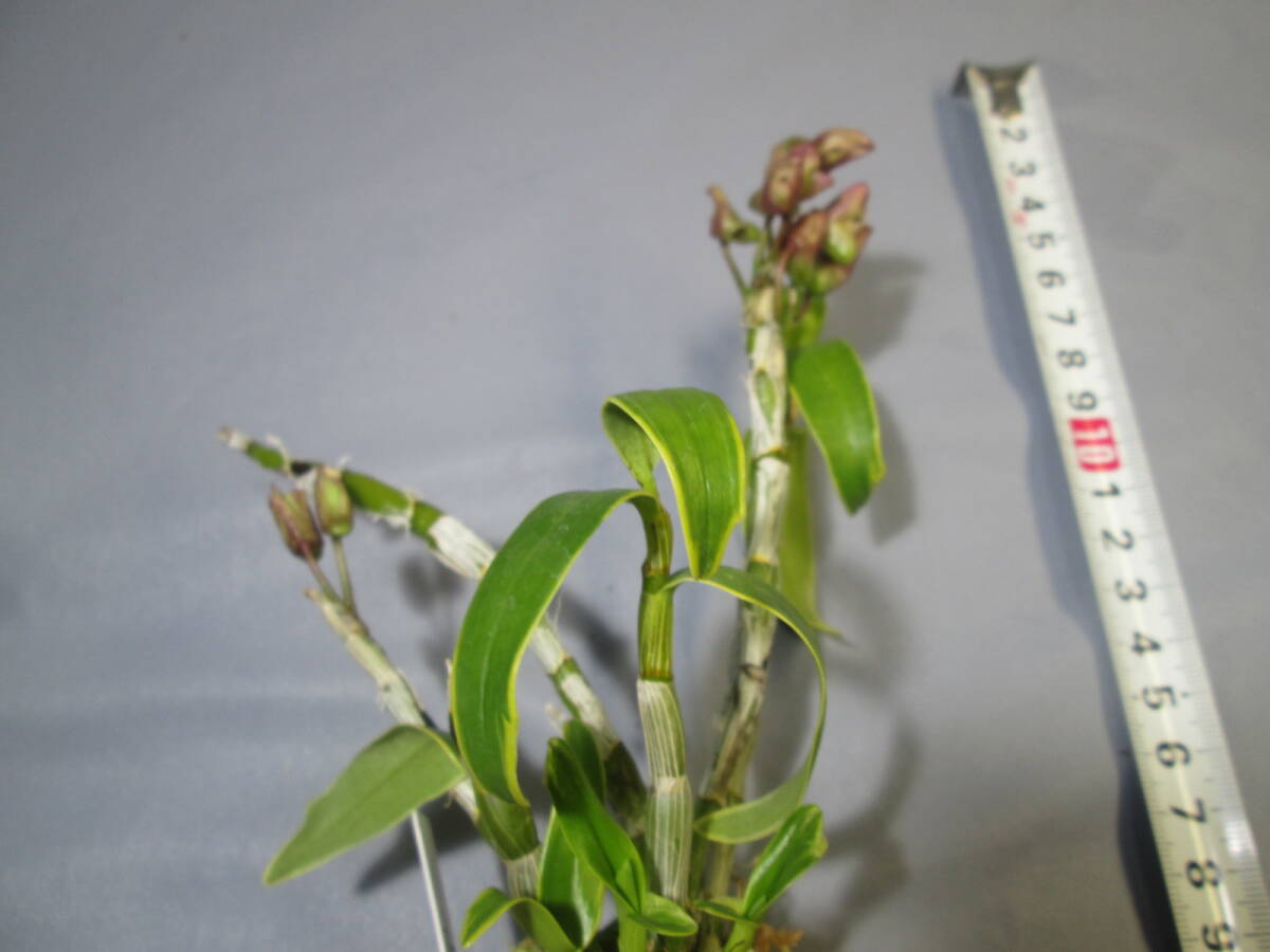 mo. круг луговые и горные травы длина сырой орхидея Dendrobium moniliforme вода звезда 