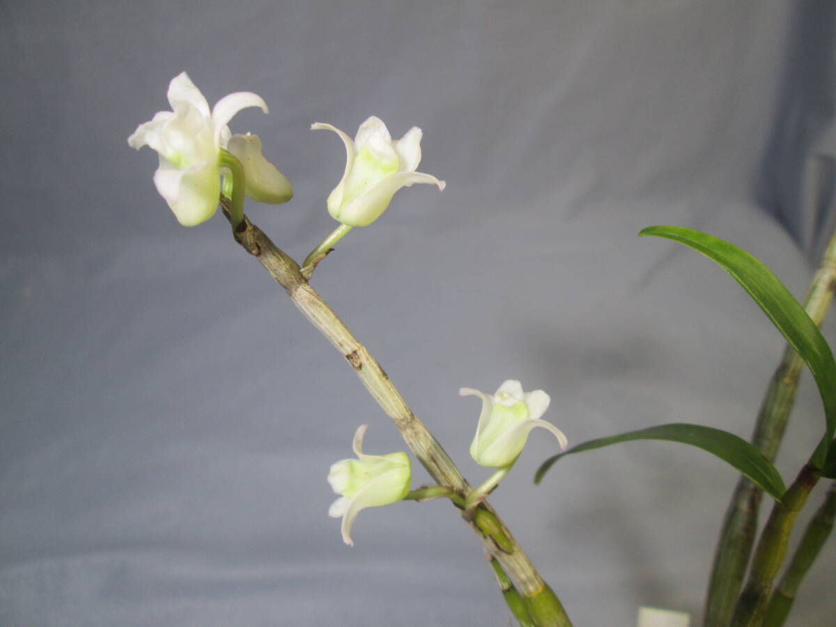 mo. круг луговые и горные травы длина сырой орхидея Dendrobium moniliforme белый Rakuten 