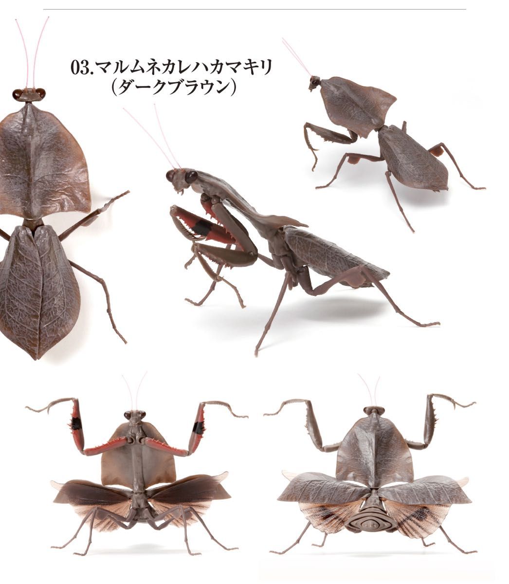 マルムネカレハカマキリ（ダークブラウン）　いきもの大図鑑かまきり02 バンダイ　生き物　昆虫　フィギュア　ガチャ