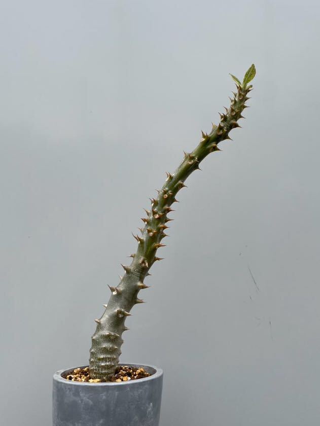 実生10年 バロニー Pachypodium baronii パキポディウム ウィンゾリー の画像2