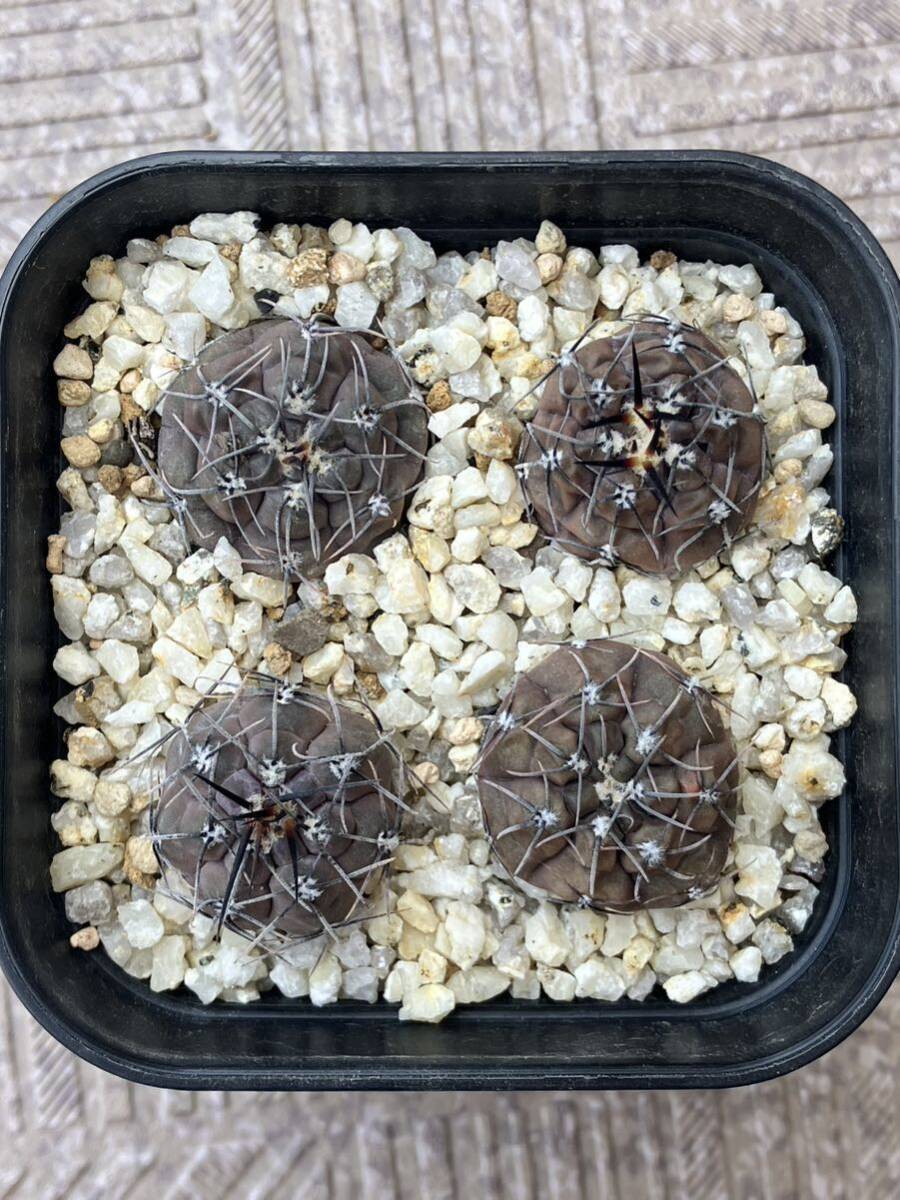 実生4本 Gymnocalycium berchtii ギムノカリキウム ベルクティ　白粉系　サボテン　検）プロチャズキアナム エスペランザエ_画像2