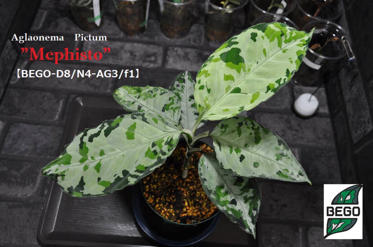 ★BEGO-SELECT★アグラオネマ　"メフィスト"★:Aglaonema　Pictum　"Mephisto"【BEGO-D8/N4-AG3/f1】★_画像1