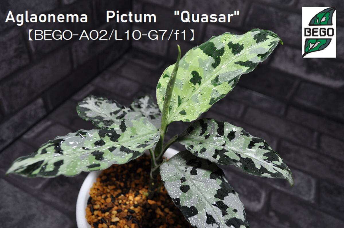 ★BEGO-SELECT★アグラオネマ クエーサー★Aglaonema Pictum "Quasar"【BEGO-A02/L10-G7/f1】★の画像2