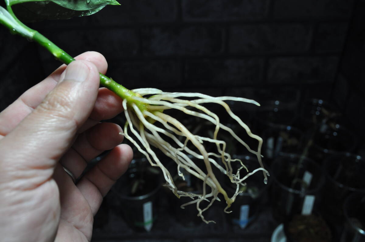 ★BEGO-SELECT★アグラオネマ クエーサー★Aglaonema Pictum "Quasar"【BEGO-A02/L10-G7/f1】★の画像6