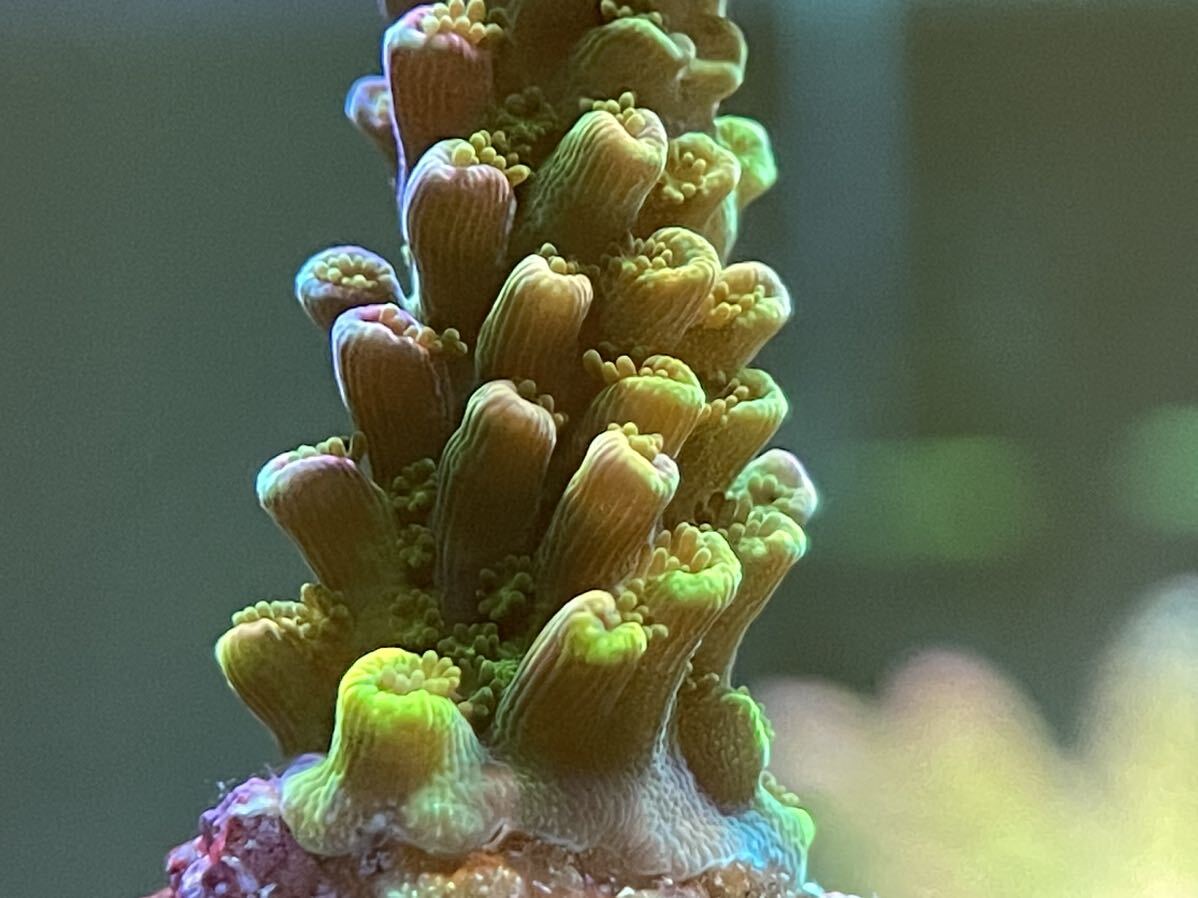 Acropora Robusta（オーストラリア産ヤスリミドリイシ ）_画像6