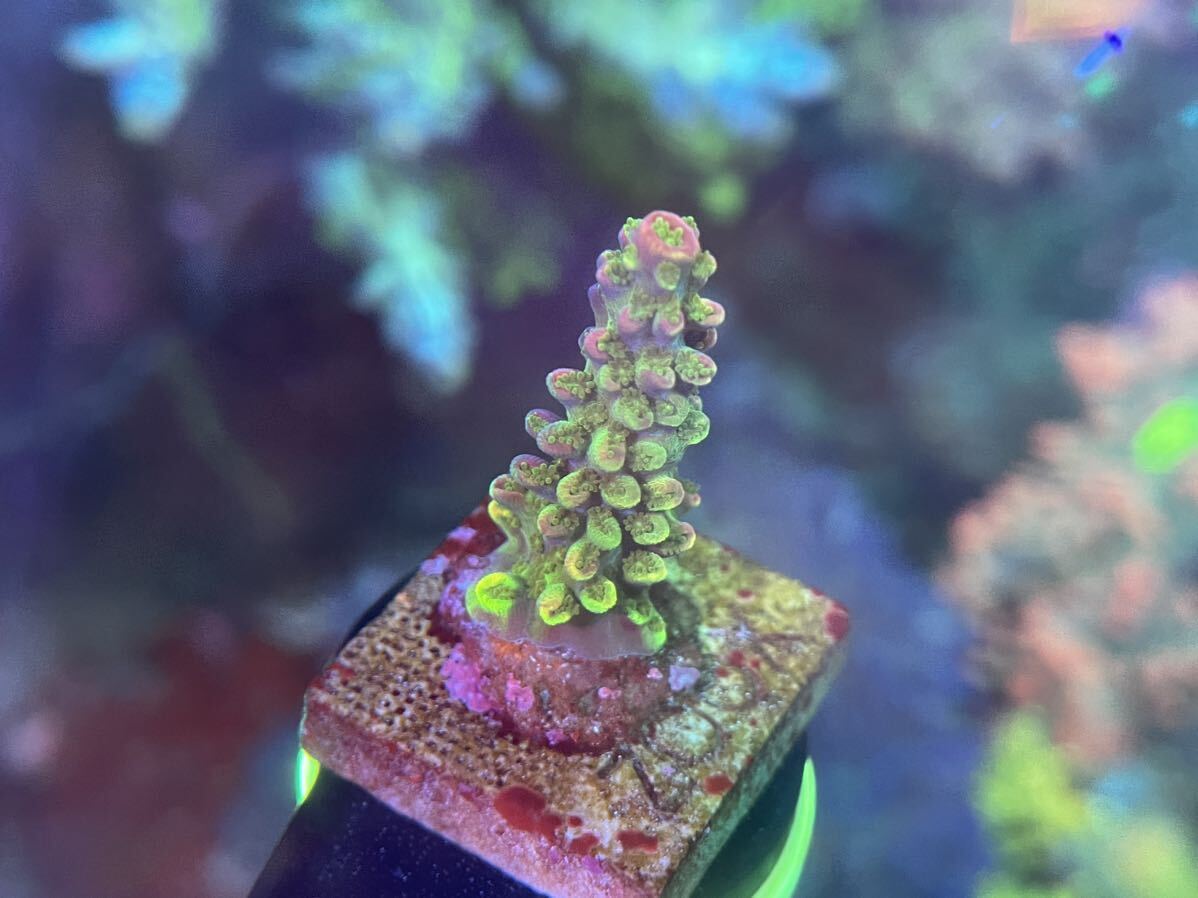 Acropora Robusta（オーストラリア産ヤスリミドリイシ ）_画像3