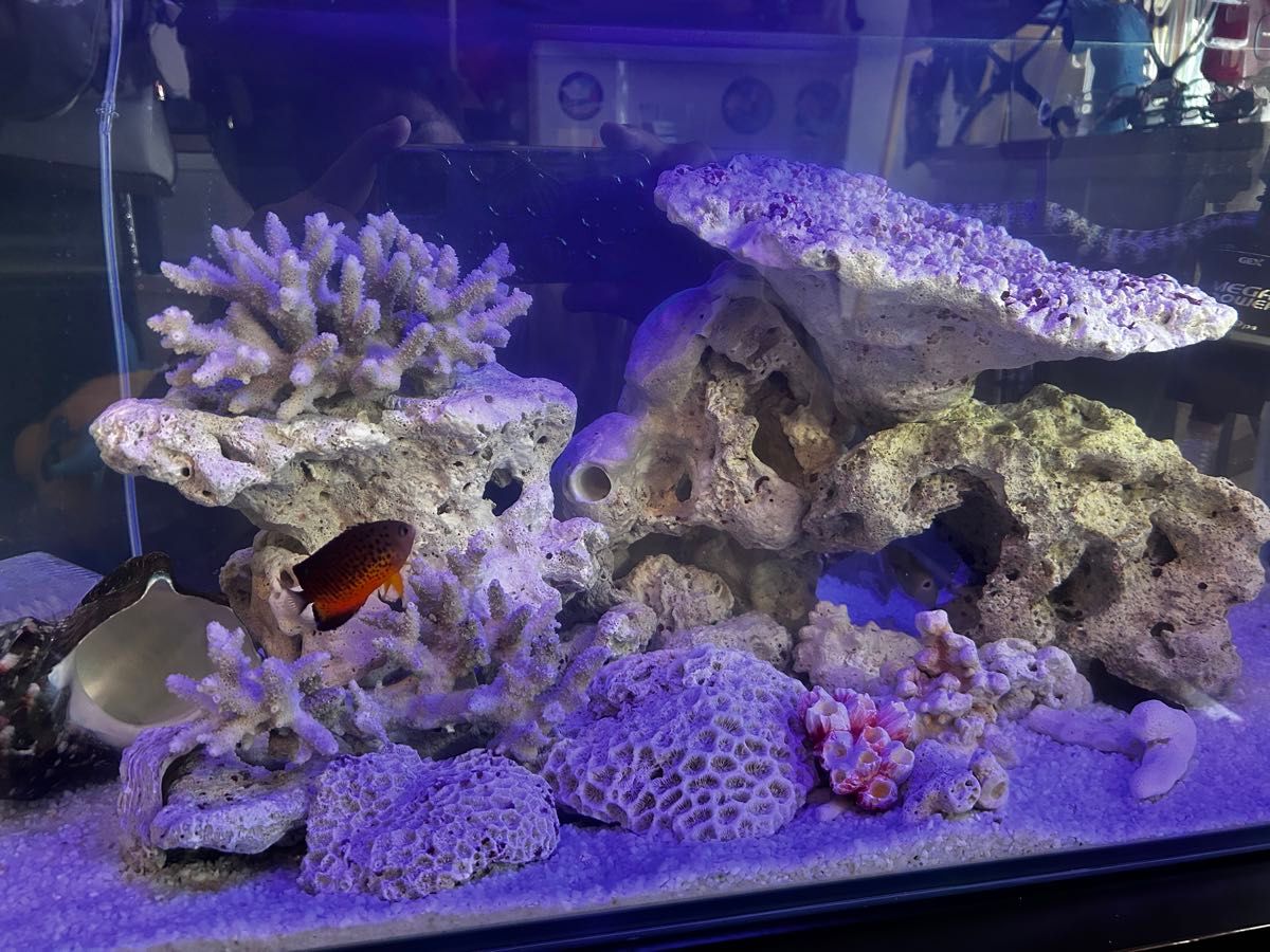沖縄産　珊瑚石　ライブロック　９０センチ海水レイアウトセット