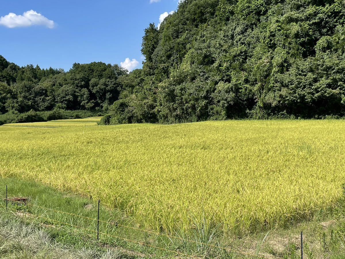 新米　令和5年9月刈取　コシヒカリ　伊賀米　無農薬　有機栽培　農家直送　三重　玄米(30㎏×1)_画像1