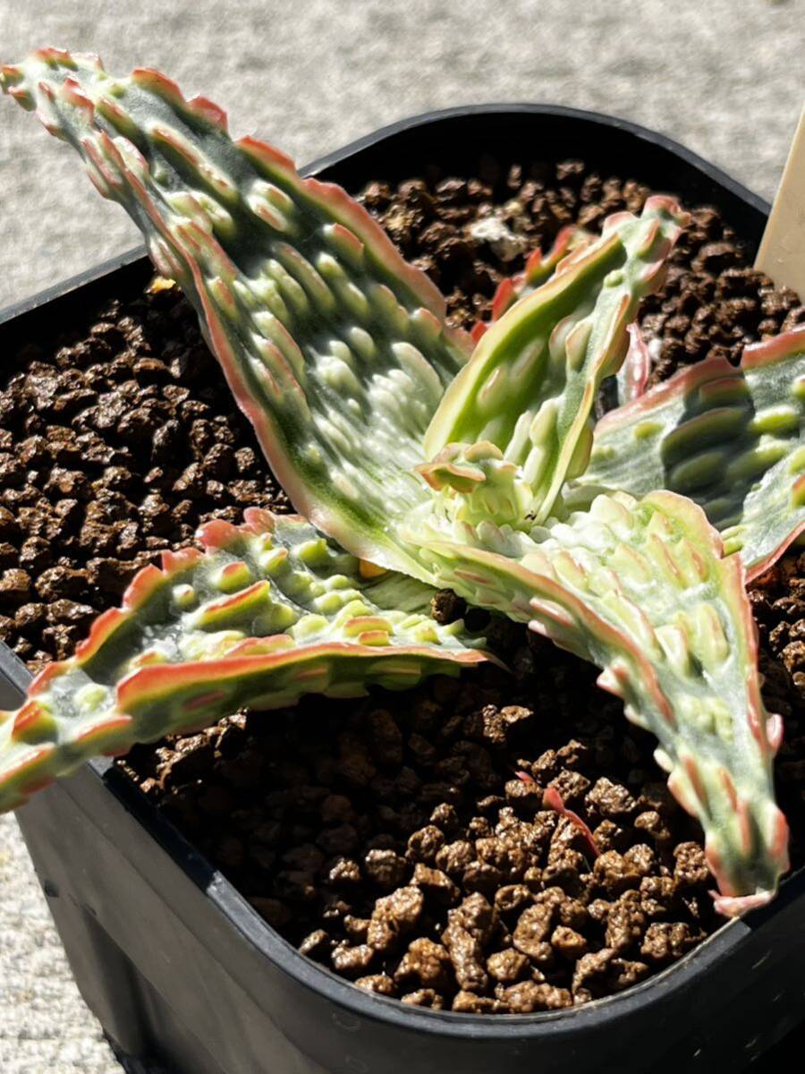 Aloe hybrid 22 アロエ ハイブリッド 実生 多肉植物 _画像8