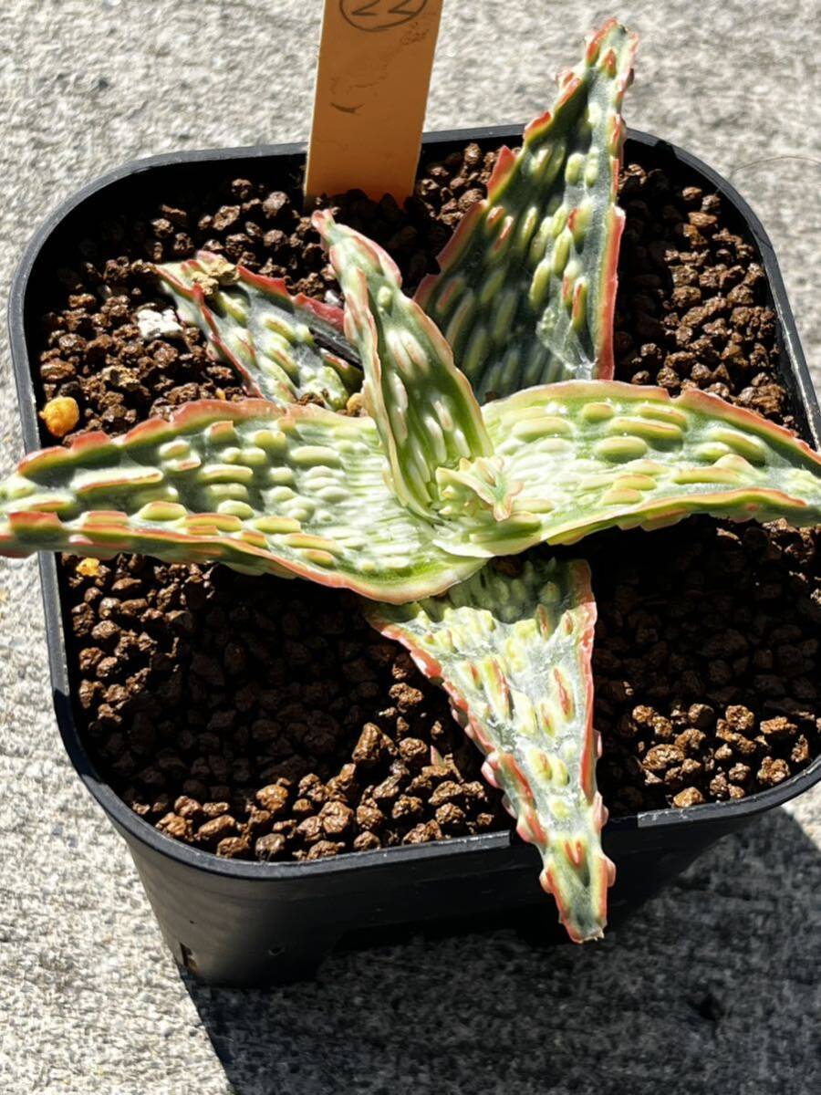 Aloe hybrid 22 アロエ ハイブリッド 実生 多肉植物 _画像6