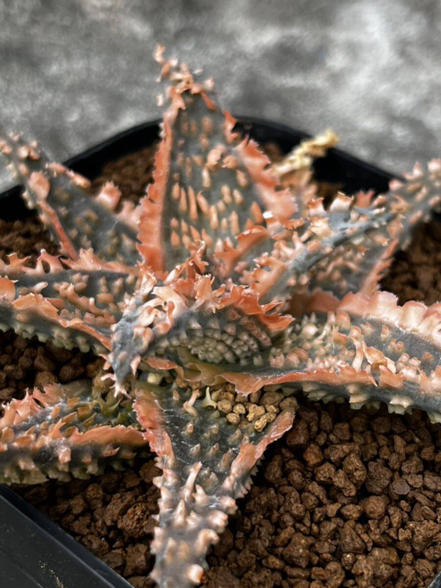 Aloe hybrid 20 アロエ ハイブリッド 実生 多肉植物 _画像6