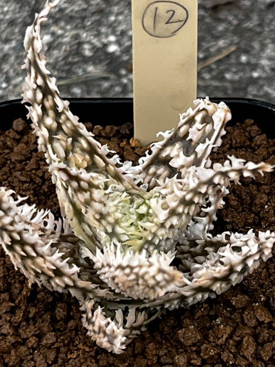 Aloe hybrid 12 aloe hybrid real raw succulent plant 