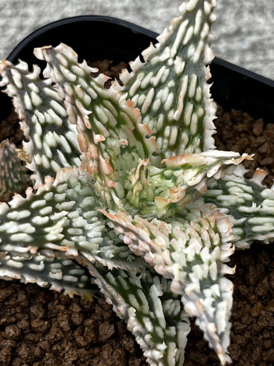 Aloe hybrid 13 アロエ ハイブリッド　実生多肉植物 _画像2