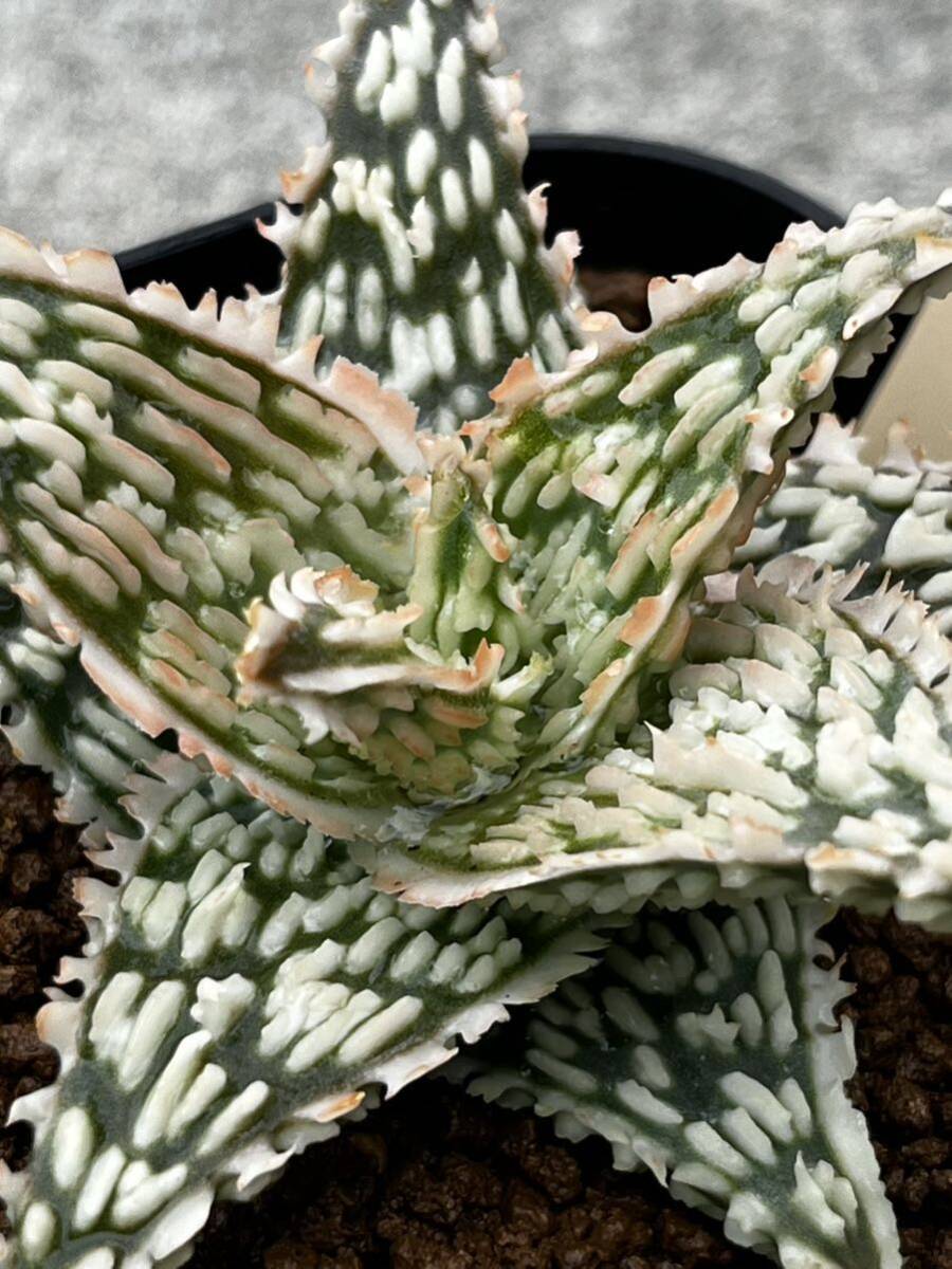 Aloe hybrid 13 アロエ ハイブリッド　実生多肉植物 _画像1