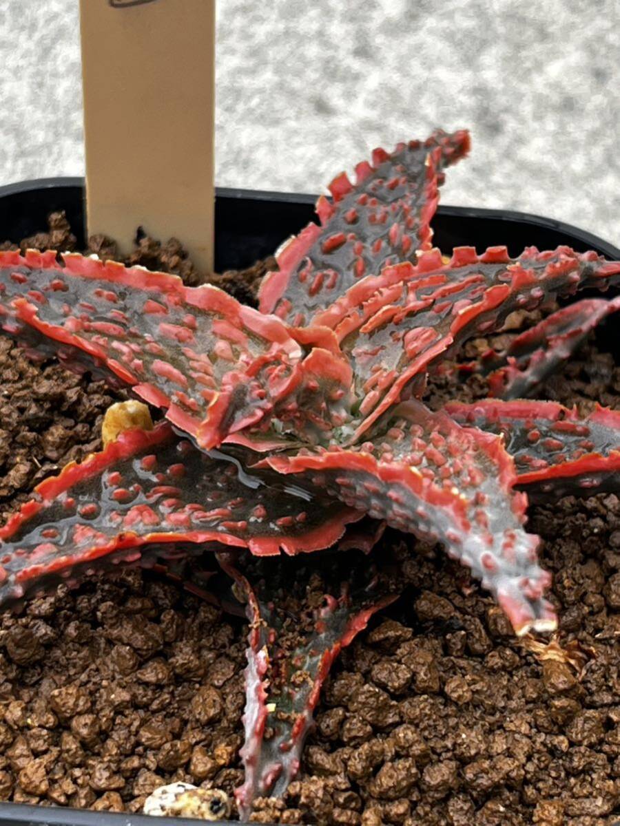 Aloe hybrid 20 aloe hybrid real raw succulent plant 