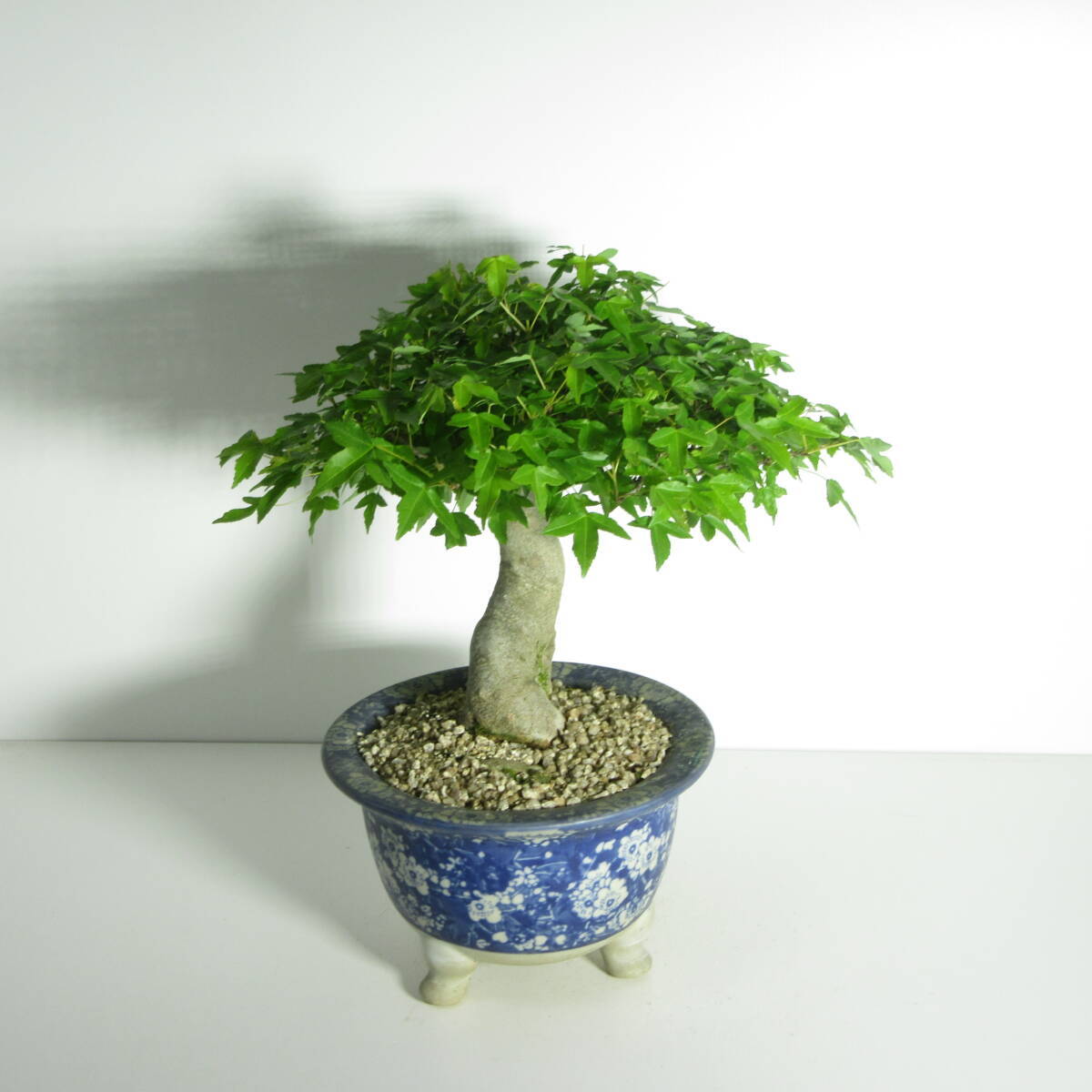 [. дерево * бонсай ][ маленький лист . клён ( клен * клен )]A-3/ бонсай shohin bonsai лист предмет бонсай futoshi . бонсай материалы 