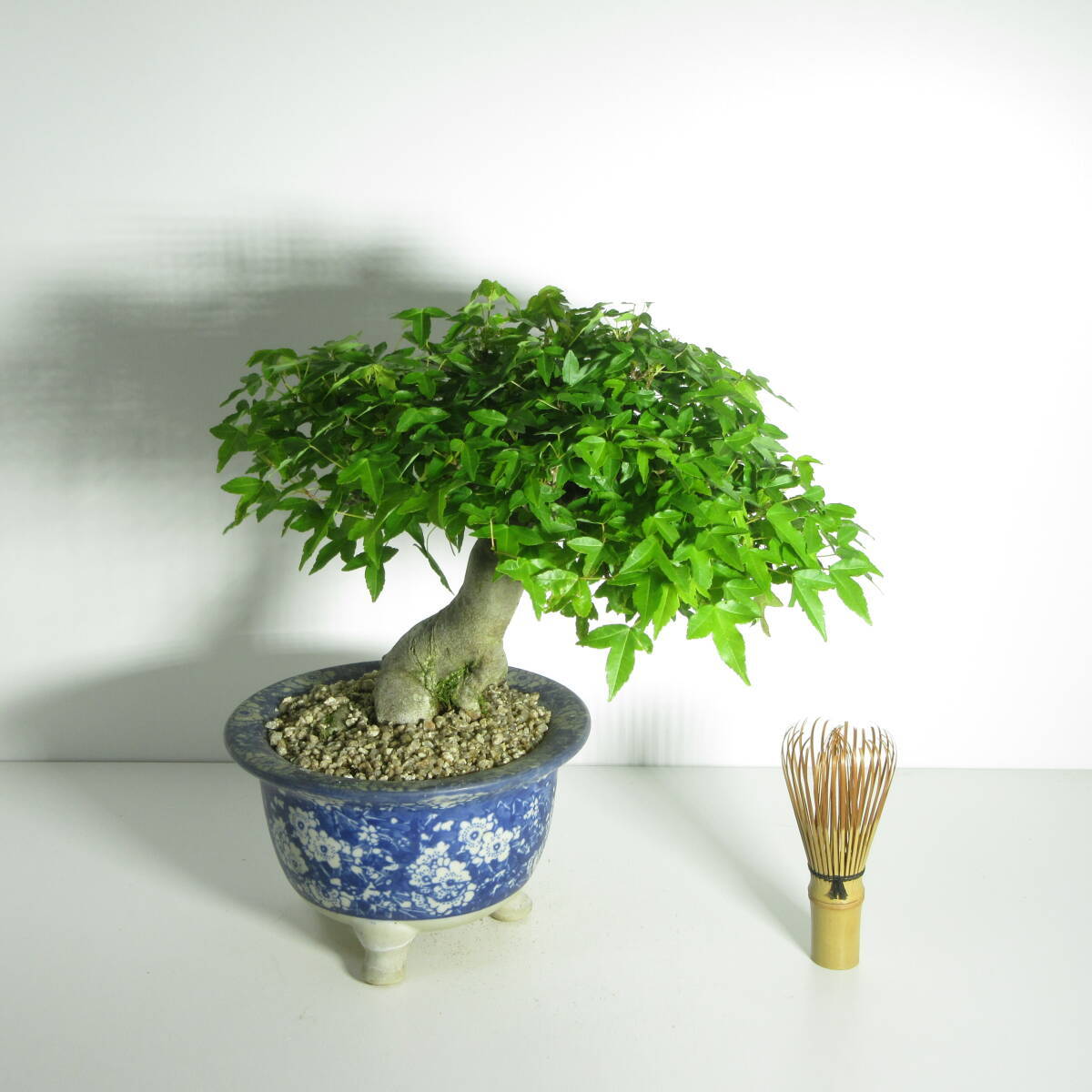 [. дерево * бонсай ][ маленький лист . клён ( клен * клен )]A-3/ бонсай shohin bonsai лист предмет бонсай futoshi . бонсай материалы 