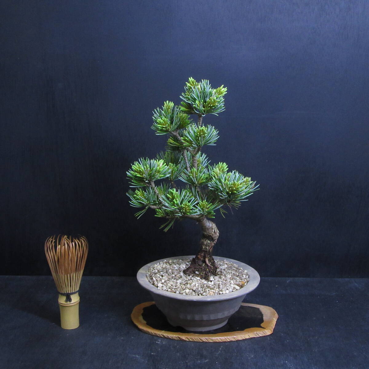 [ сосна Kashiwa вид * бонсай ][.... лист сосна (goyo лошадь tsu)]A-1/ shohin bonsai бонсай сосна Kashiwa бонсай тщательно отобранный бонсай материалы 