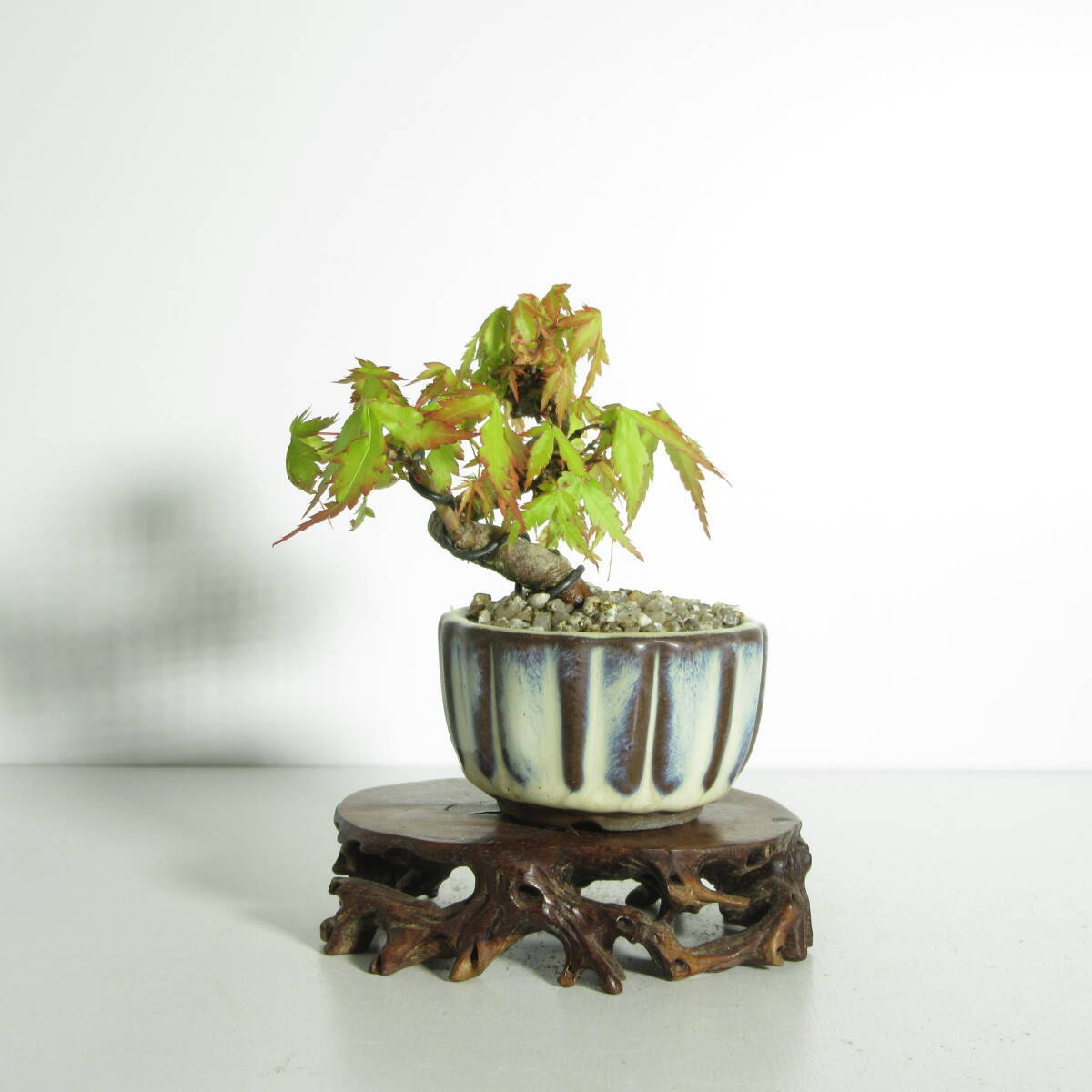[. дерево * бонсай ][ гора клен (yamamomiji*. лист ) ]A-1/ бонсай shohin bonsai мини бонсай лист предмет бонсай бонсай материалы 