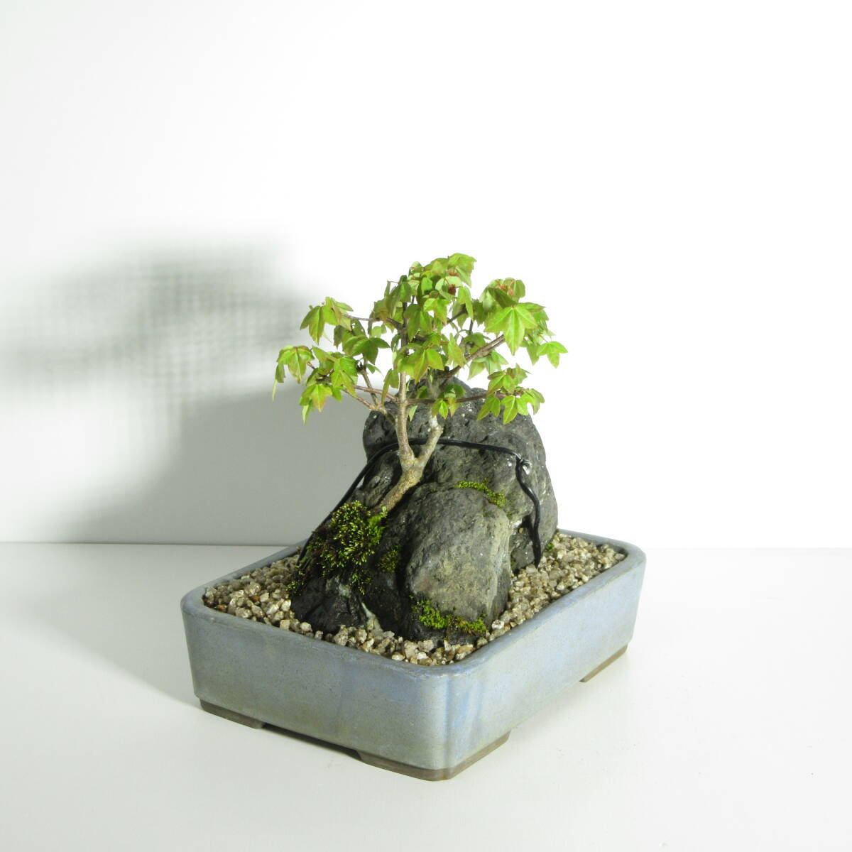 [. дерево * бонсай ][ клён ( клен * клен ) ]A-1/ бонсай shohin bonsai мини бонсай лист предмет бонсай бонсай материалы 