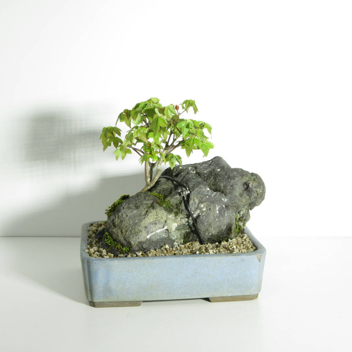 [. дерево * бонсай ][ клён ( клен * клен ) ]A-1/ бонсай shohin bonsai мини бонсай лист предмет бонсай бонсай материалы 