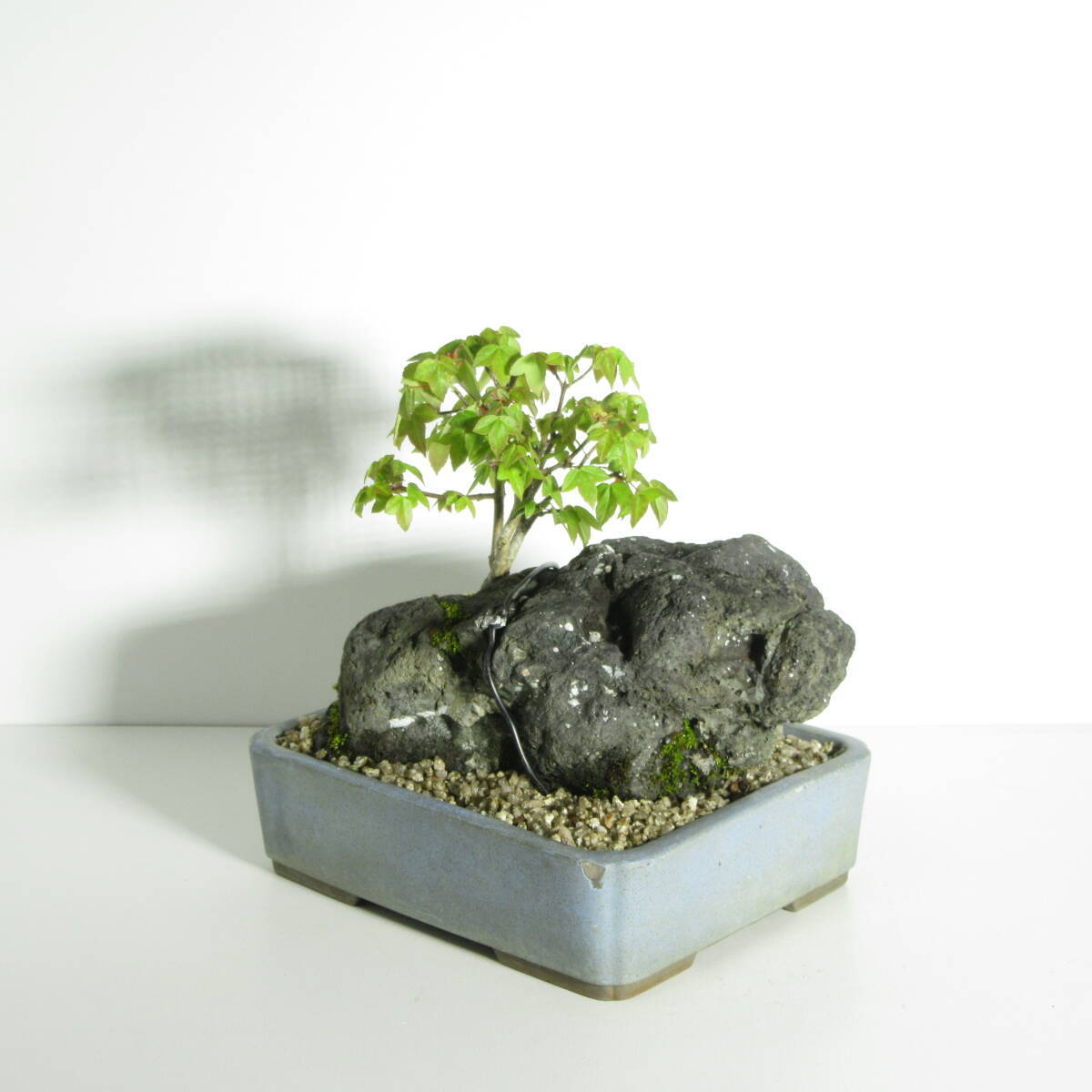 [. дерево * бонсай ][ клён ( клен * клен ) ]A-1/ бонсай shohin bonsai мини бонсай лист предмет бонсай бонсай материалы 