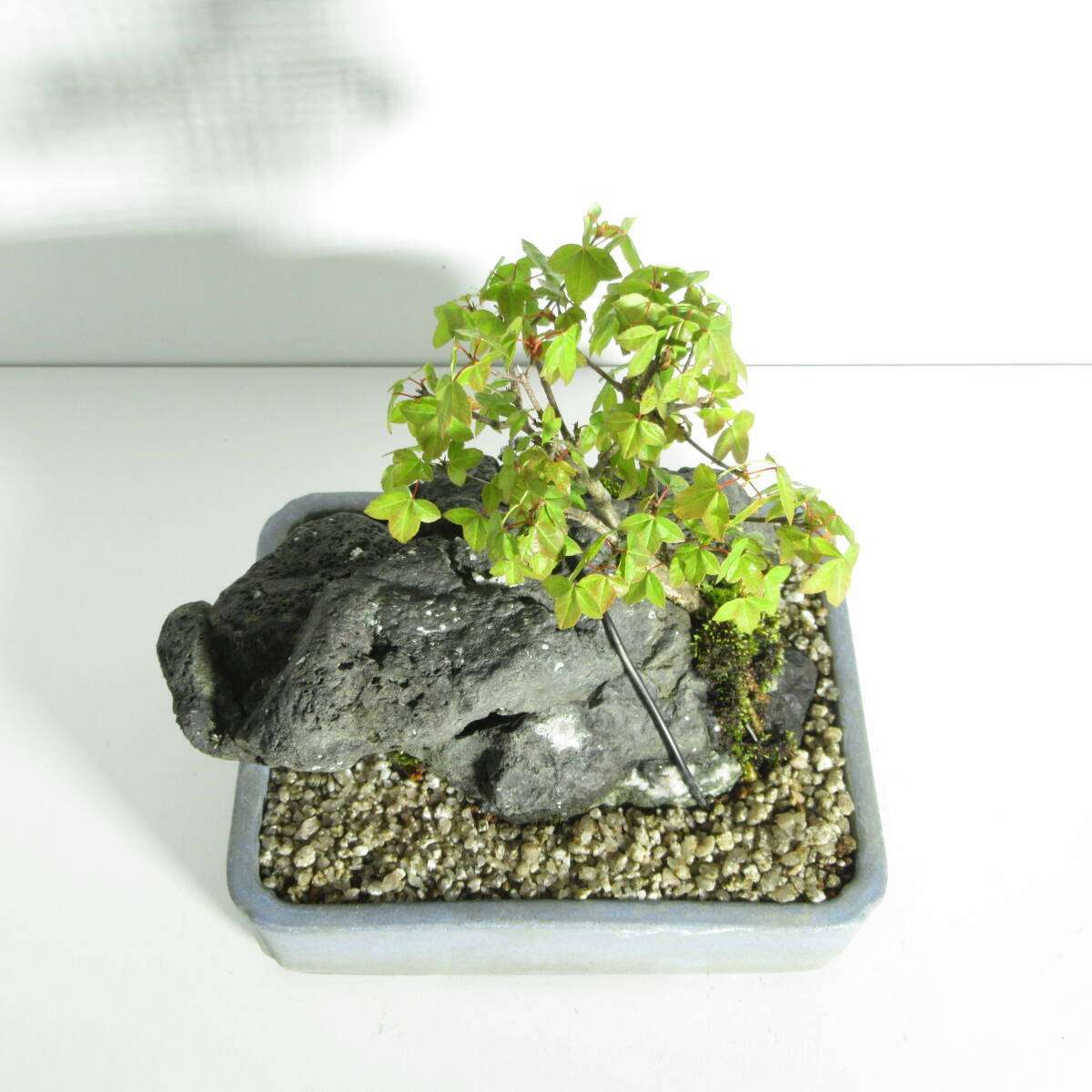 [. дерево * бонсай ][ клён ( клен * клен ) ]A-1/ бонсай shohin bonsai мини бонсай лист предмет бонсай бонсай материалы 