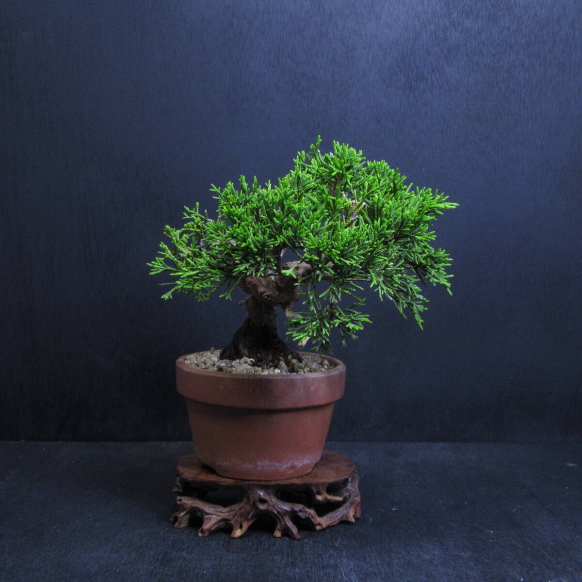 [ pine Kashiwa kind * bonsai ][ thread fish river genuine Kashiwa (i toy side sin Park )]A-4/ bonsai shohin bonsai pine Kashiwa bonsai bonsai material 
