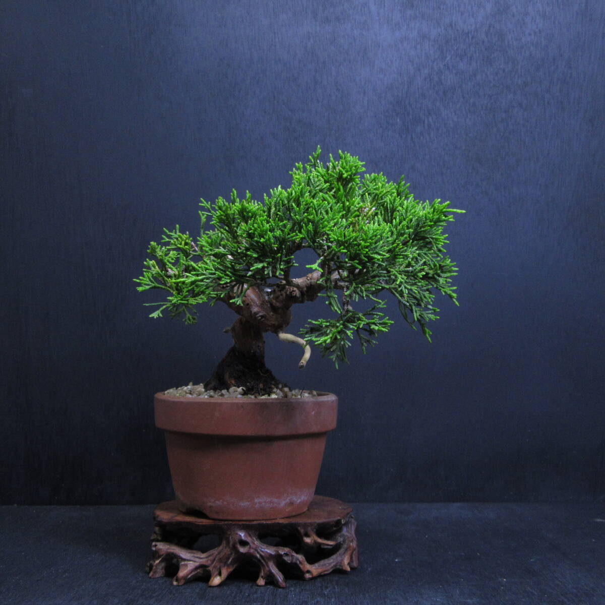 [ pine Kashiwa kind * bonsai ][ thread fish river genuine Kashiwa (i toy side sin Park )]A-4/ bonsai shohin bonsai pine Kashiwa bonsai bonsai material 