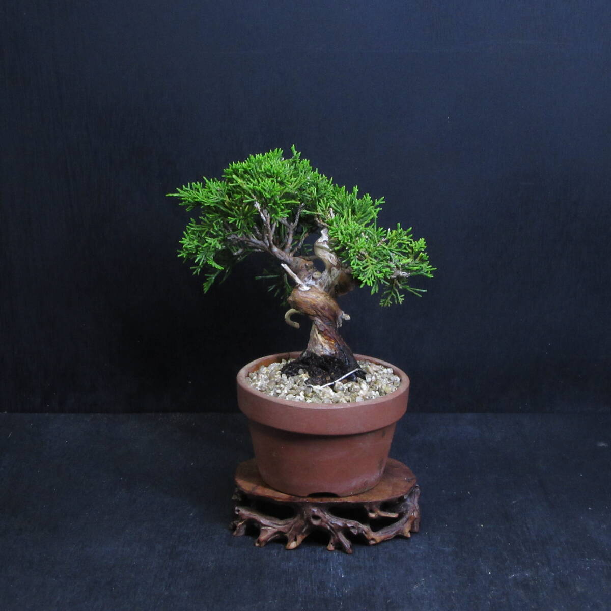 [ pine Kashiwa kind * bonsai ][ thread fish river genuine Kashiwa (i toy side sin Park )]A-4/ bonsai shohin bonsai pine Kashiwa bonsai bonsai material 