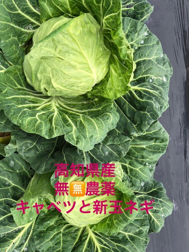 ◆◇送料無料★ 高知県産 お日様いっぱい浴びたキャベツと新玉ネギ ★送料無料 ◇◆の画像2