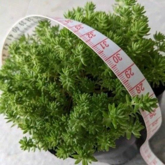 多肉植物　セダム　森村万年草