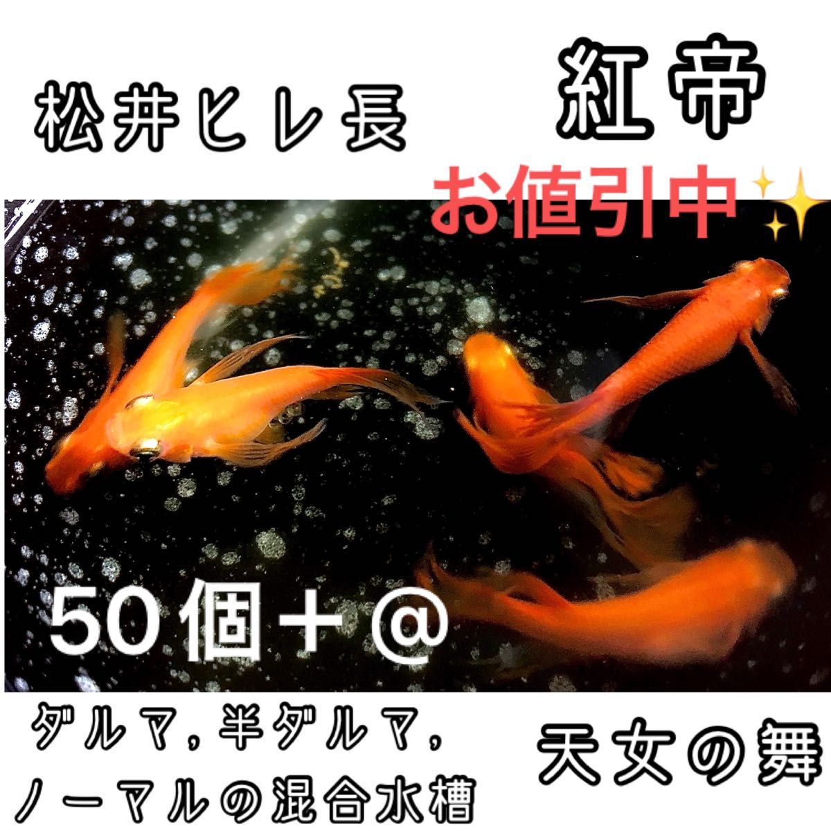 【ご購入翌日までに京都から発送】 紅帝★松井ヒレ長 半ダルマ ダルマ ノーマル メダカ 卵 50個＋@★天女の舞★