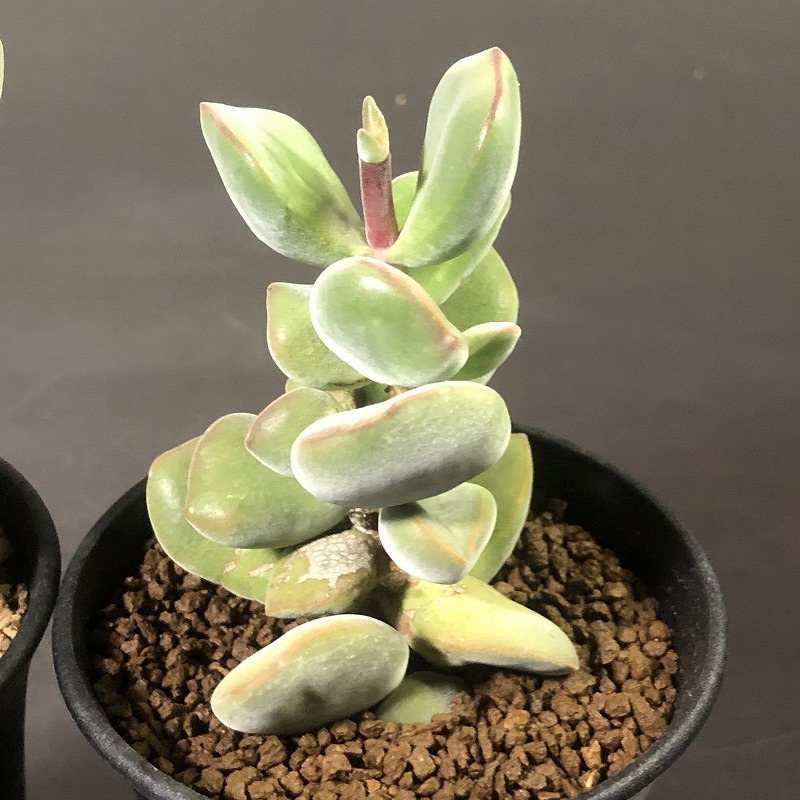 紀ノ川　＆　フロスティ　２鉢セット　Crassula frosty & Moon glow　　クラッスラ　多肉植物_画像2