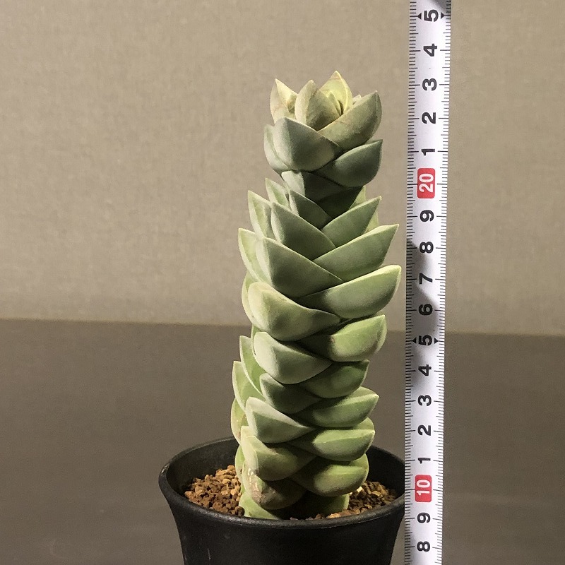 紀ノ川　＆　フロスティ　２鉢セット　Crassula frosty & Moon glow　　クラッスラ　多肉植物_画像9